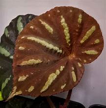 Begonia balansaeana